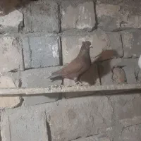 چهارعدد کفتر نروماده سالم سرحال