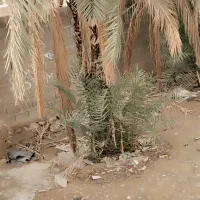 زمین مسکونی ثبتی تک برگ