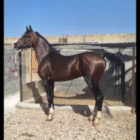 اسب سیلمی دره شوری بسیار خاص