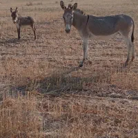 الاغ سه ساله باکرش ماده هست گله ای