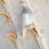 کله سبز کله سوسنی چیش چنگ سفید سفید نرو ماده