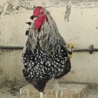 ویاندوت سیلور