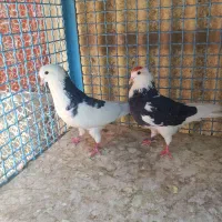 تعداد ۱۰ عدد کفتر یکجا