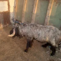 قوچ میش بز کهره بره