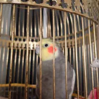 عروس هلندی سخنگو بامزه