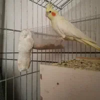 عروس. هلندی تخم گذار