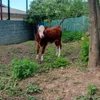 گوساله ماده سیمنتال