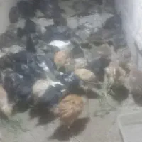 جوجه ۵۰روزه
