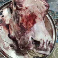گوشت گاو جیگر کله تمیز شده هست