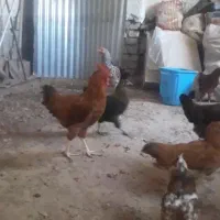 مرغ و خروس