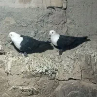 کبوتر