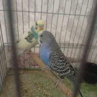 مرغ عشق دستی جفت نر ماده