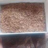 میلورم
