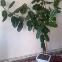 گل بزرگ|گل و گیاه طبیعی|اهر, |دیوار