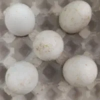 تخم نطفه دار قوغاز