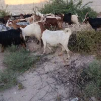 تعداد 30راس بز داشتی درجه یک به فروش می رسد