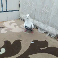 کبوتر ماده دم سیاه