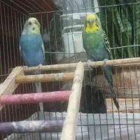 فروش مرغ عشق