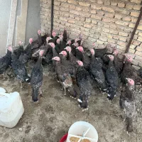 بوقلمون