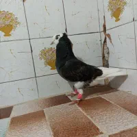 کفتر یا کبوتر ابلغ دم سفید