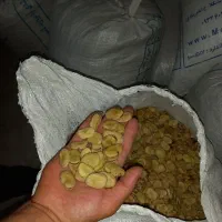 باقلا جنگلی پخت بینظیر خرمن کرده درجه یک سفید