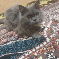 گربه نژاد دار