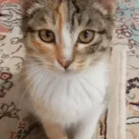 بچه گربه