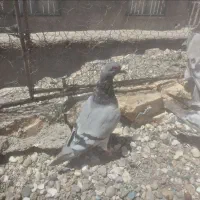 کبوتر