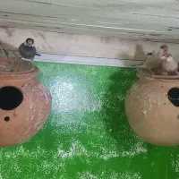 فنچ مصری یا نرگسی معاوضه با