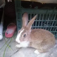 خرگوش