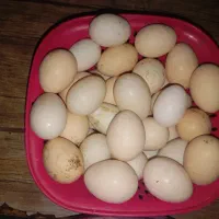 فروش تخم مرغ خانگی سالم
