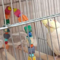 عروس هلندی