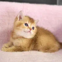 بچه گربه بریتیش اصیل و زیبا