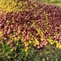 خرید به صورت نقدی در  باغتان
