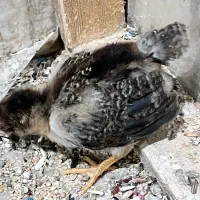 فروش جوجه دورگه