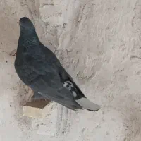 کبوتر