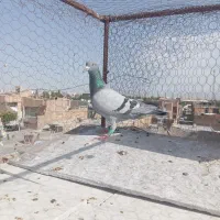 کفتر|پرنده|سبزوار, جهاد کشاورزی|دیوار