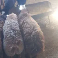 بره نر