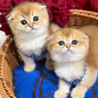 شهر گربه‌های ملوس و جذاب