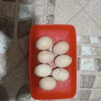 تخم لاری اوشامو