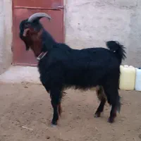 فروش بز،چپش،پازن،کهره،ترکی