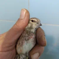 سهره سینه سرخ