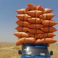 کاه دیم