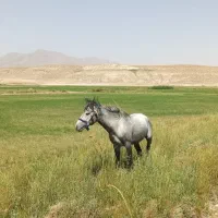 اسب