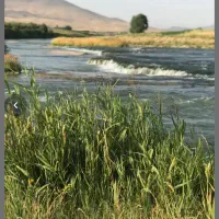 باغ داری سند تک برگ بر رودخانه زاینده رود