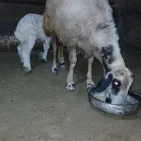 میش و بره گوسفند بره نر