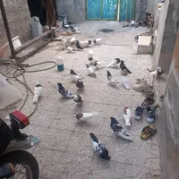 پرنده