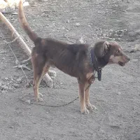 سگ سرابی