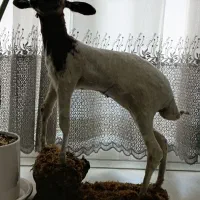 بز کوهی