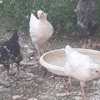 جوجه کوشین،گلین،حصار